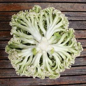 Bouquet, (F1) Cauliflower Seeds
